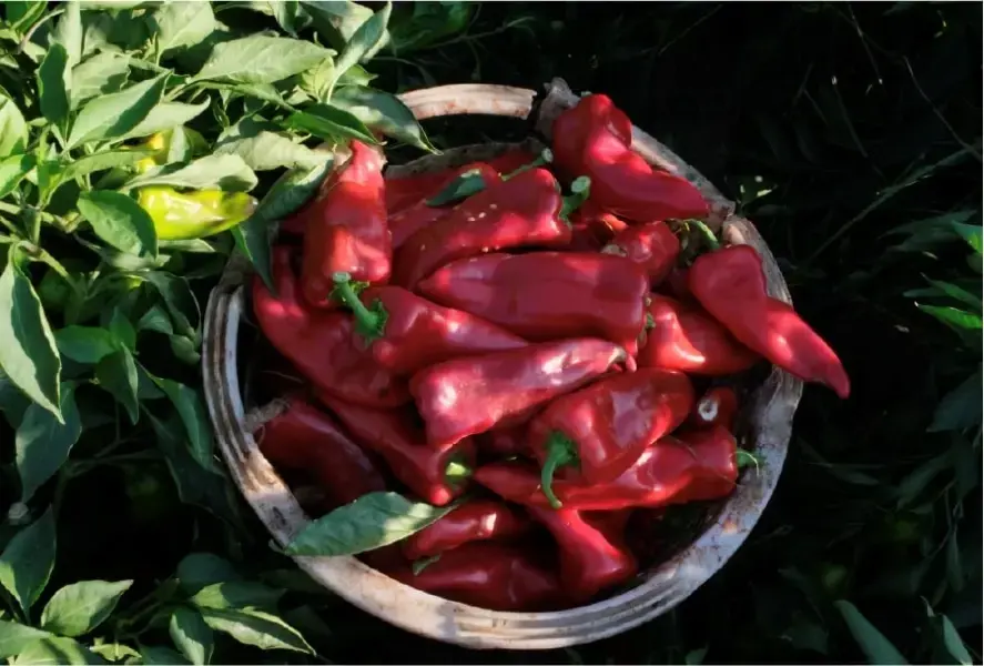 Ev Yapımı Biber Salçası: Geleneksel Lezzetin Sırları